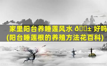 家里阳台养睡莲风水 🐱 好吗(阳台睡莲根的养殖方法花百科)